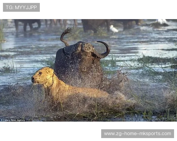 公牛陷重建泥潭
